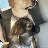 Entry image for Nala and Pika