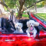 Entry image for Pucci and Theo