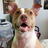 Entry image for Jessie 