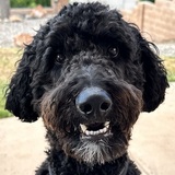 Entry image for Oliver Luis