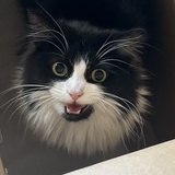 Entry image for Ziggy the cat
