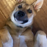 Entry image for Lucy