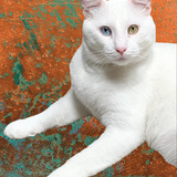 Entry image for Bowie