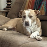 Entry image for Diego Meatball