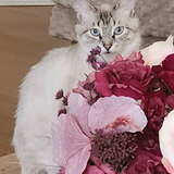 Entry image for Katy Purry