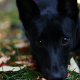 Entry image for Remi