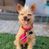 Entry image for Tater Tot