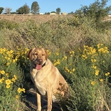 Entry image for Ellie