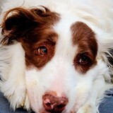 Entry image for Olive 