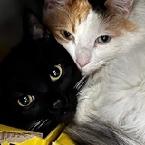 Entry image for Albus and Oozie 