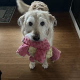Entry image for Boomer