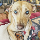 Entry image for Lily