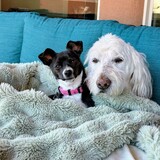 Entry image for Nico & Mabel
