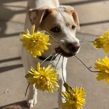 Entry image for Jack 