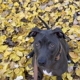 Entry image for Mila