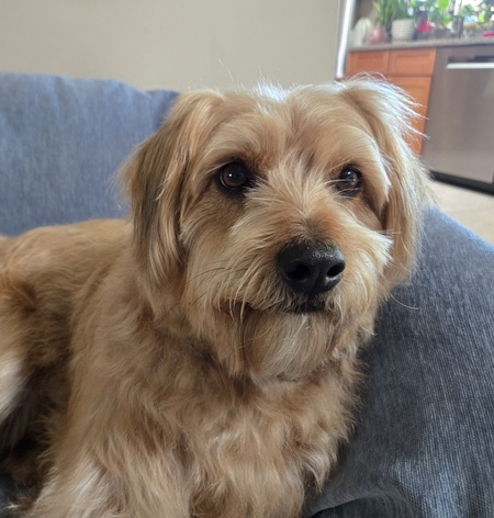 Entry image for Poppy. Clicking this image will show a larger photo