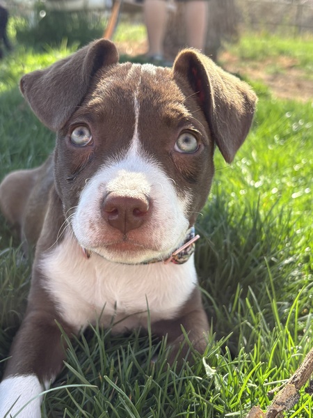 Entry image for Roscoe. Clicking this image will show a larger photo