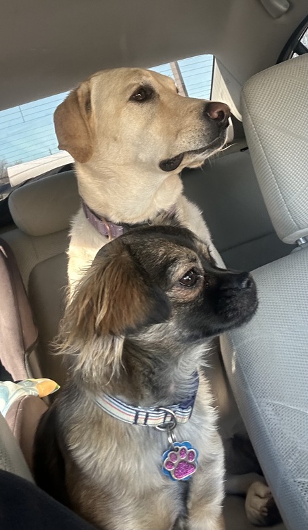 Entry image for Nala and Pika. Clicking this image will show a larger photo