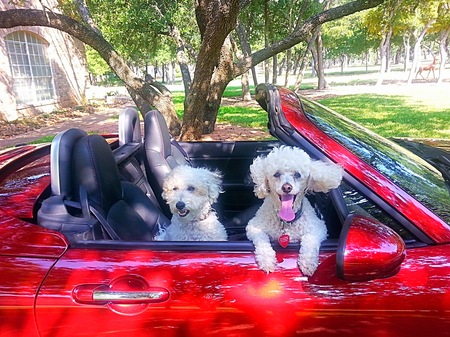 Entry image for Pucci and Theo. Clicking this image will show a larger photo