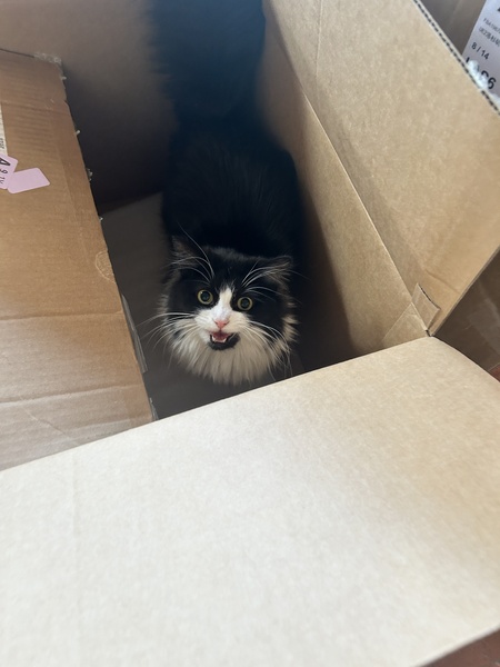 Entry image for Ziggy the cat. Clicking this image will show a larger photo