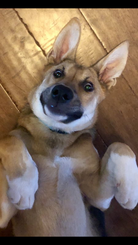 Entry image for Lucy. Clicking this image will show a larger photo
