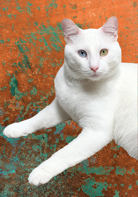 Entry image for Bowie. Clicking this image will show a larger photo