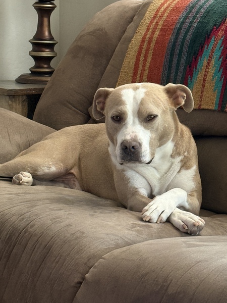 Entry image for Diego Meatball. Clicking this image will show a larger photo