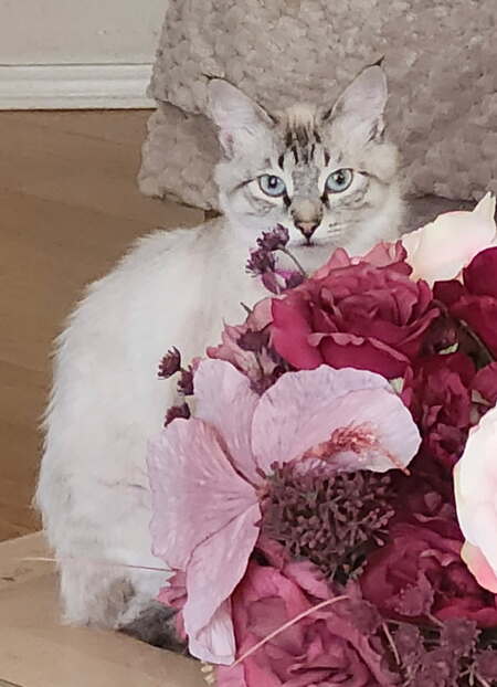 Entry image for Katy Purry. Clicking this image will show a larger photo