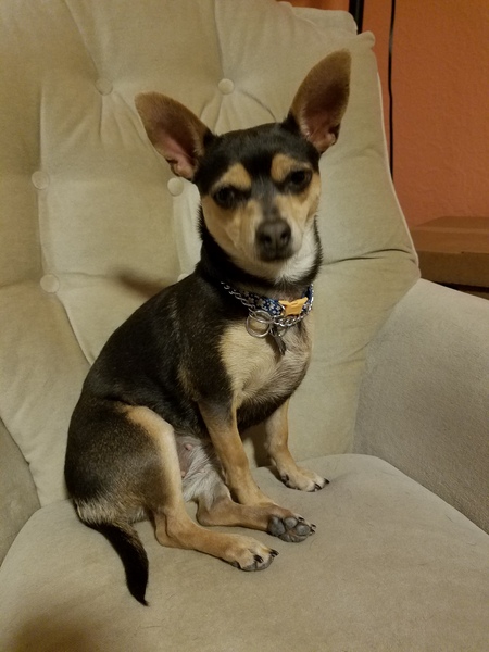 Entry image for Zoey. Clicking this image will show a larger photo