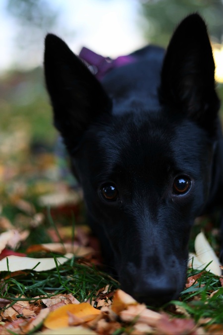Entry image for Remi. Clicking this image will show a larger photo