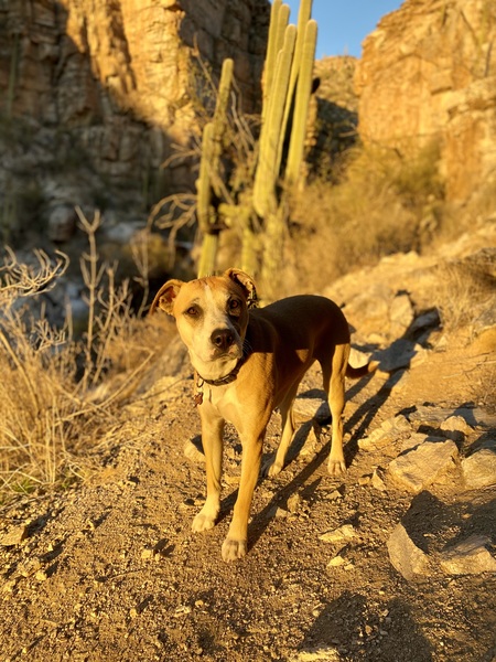 Entry image for Riley Roo. Clicking this image will show a larger photo