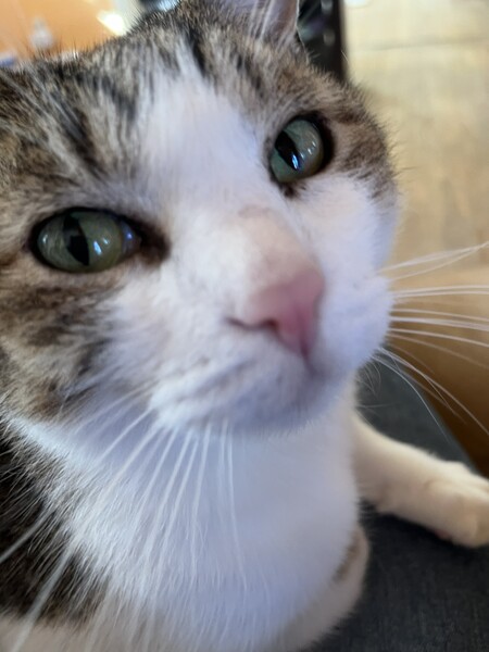 Entry image for Nigel. Clicking this image will show a larger photo