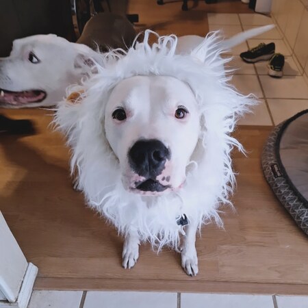 Entry image for Dozer. Clicking this image will show a larger photo