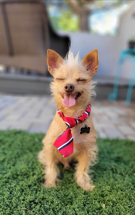 Entry image for Tater Tot. Clicking this image will show a larger photo