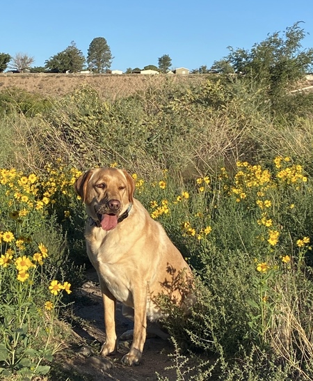 Entry image for Ellie. Clicking this image will show a larger photo