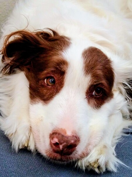 Entry image for Olive . Clicking this image will show a larger photo