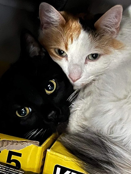 Entry image for Albus and Oozie . Clicking this image will show a larger photo