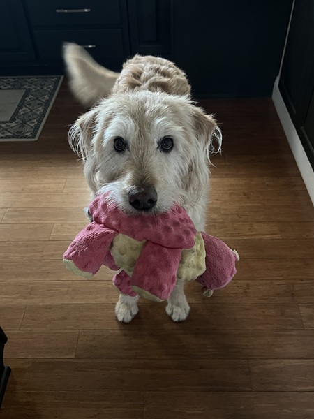 Entry image for Boomer. Clicking this image will show a larger photo