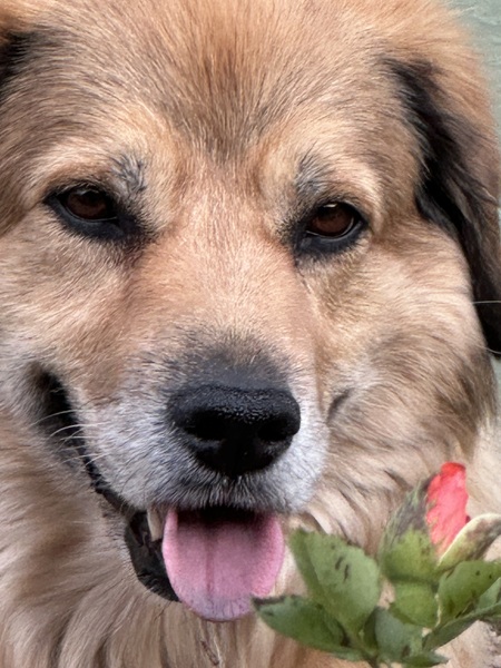Entry image for SoFee. Clicking this image will show a larger photo