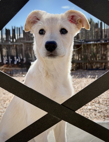 Entry image for Macie. Clicking this image will show a larger photo