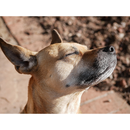 Entry image for Amber. Clicking this image will show a larger photo