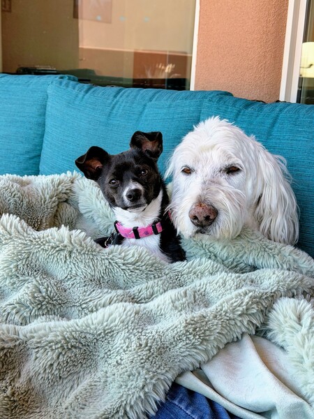 Entry image for Nico & Mabel. Clicking this image will show a larger photo