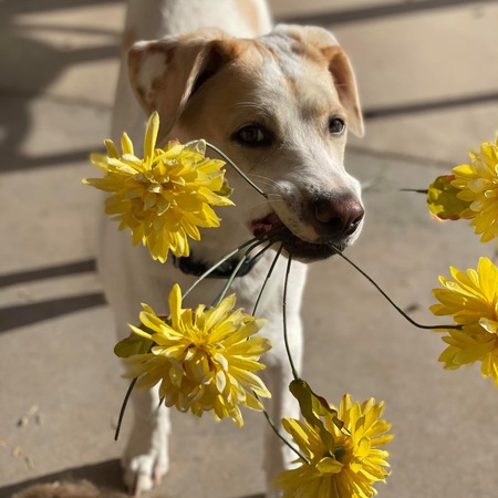 Entry image for Jack . Clicking this image will show a larger photo