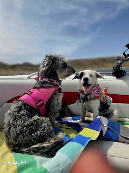 Entry image for Lily & Zerah. Clicking this image will show a larger photo