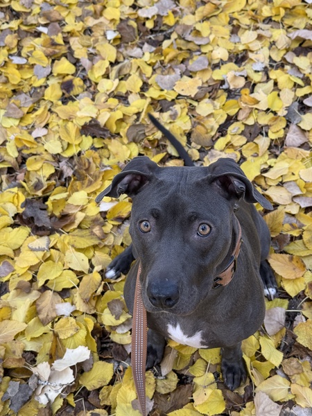 Entry image for Mila. Clicking this image will show a larger photo