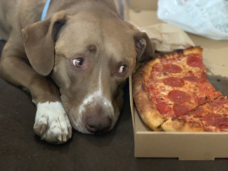 Entry image for Bear . Clicking this image will show a larger photo