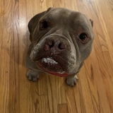 Entry image for Boogie