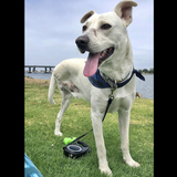 Entry image for Trooper the Tripod 
