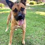 Entry image for LAYLA 
