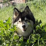 Entry image for Rocket